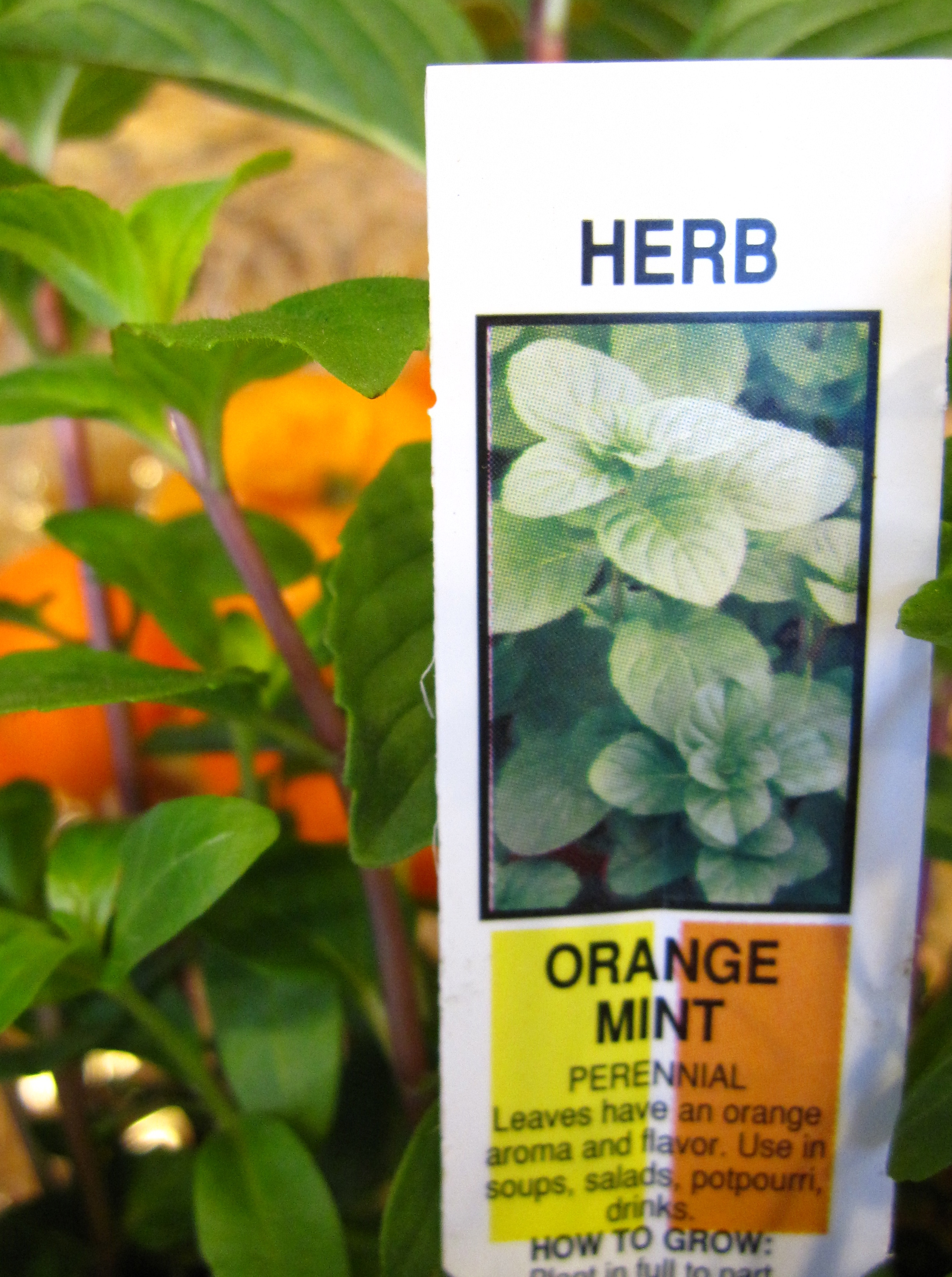 Orange mint plant with plastic plant identifier. 