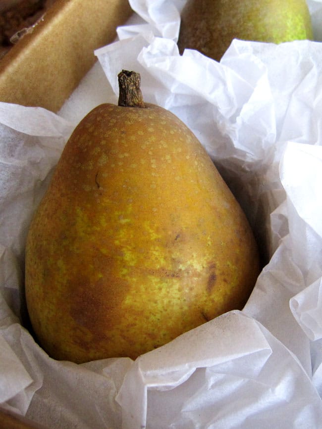 close up of warren pear in box 