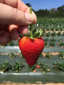 A visit to a Watsonville Strawberry Farm with the California Strawberry Commission