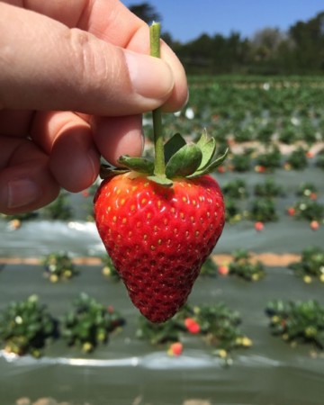 A visit to a Watsonville Strawberry Farm with the California Strawberry Commission