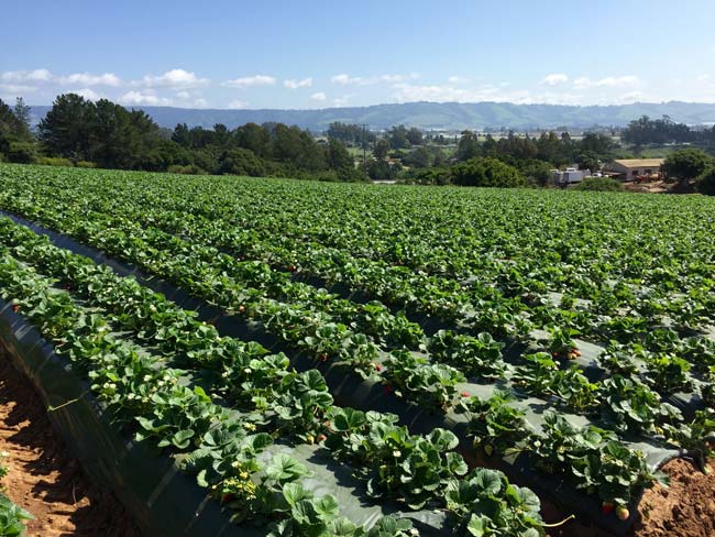 A visit to a Watsonville Strawberry Farm with the California Strawberry Commission